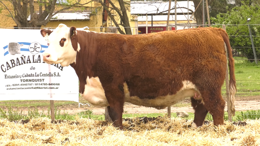 Lote HEMBRAS HEREFORD PURAS DE PEDIGREE