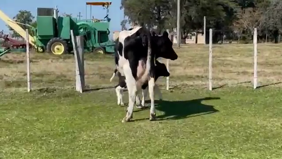 Lote (Vendido)2 Vaquillonas preñadas HOLANDO a remate en 5to remate por pantalla ENTRE MARTILLOS, San José