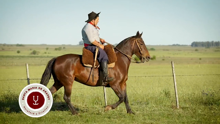 Lote DEL SILENCIO AVELLANA