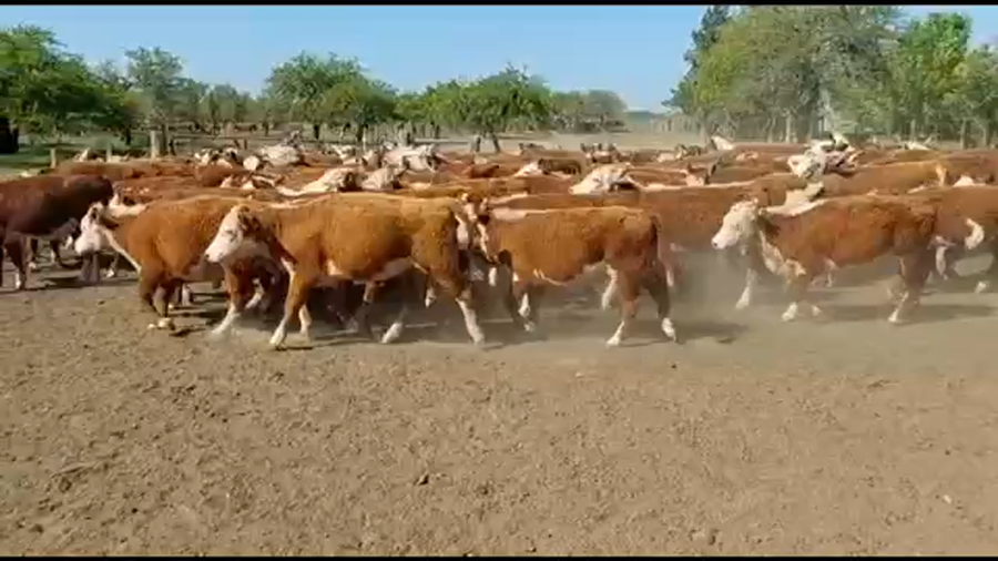 Lote 112 Terneros/as en Curuzú-Cuatiá, Corrientes