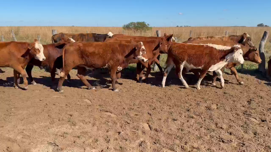 Lote 55 Novillitos