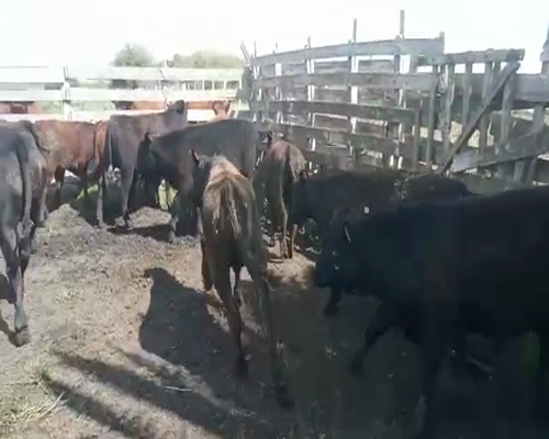 Lote Terneras