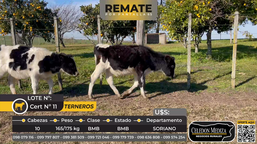 Lote 10 Terneros en Colonia