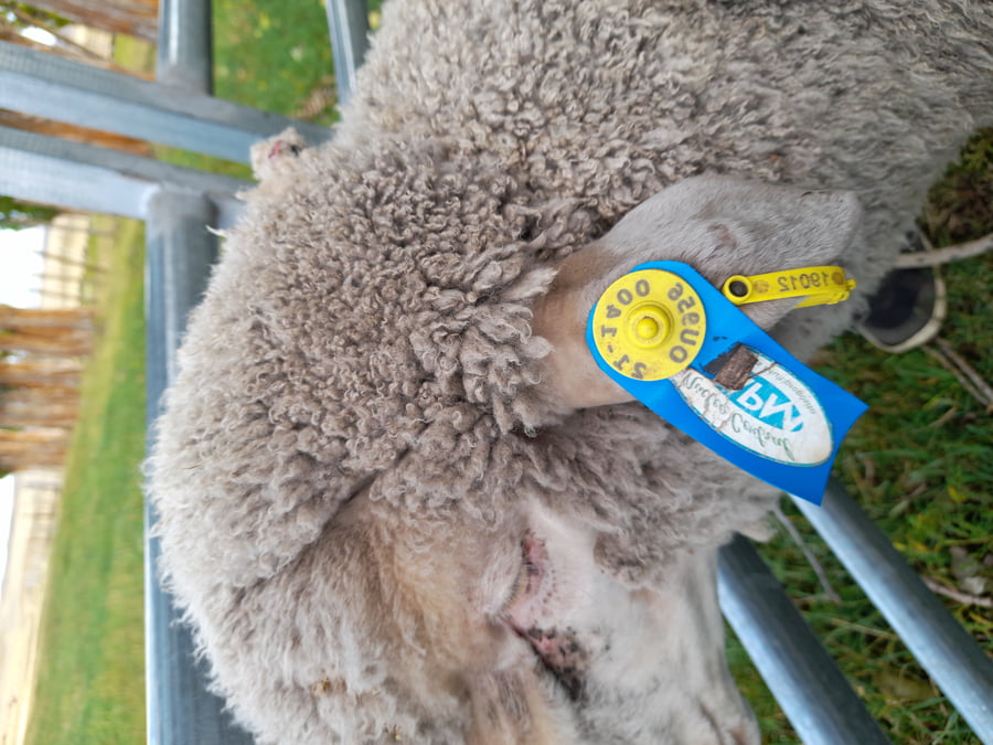 Lote Carnero TOP A, 21-1400