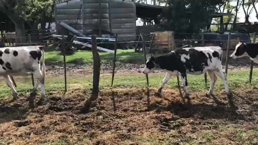 Lote Terneras - El solaz