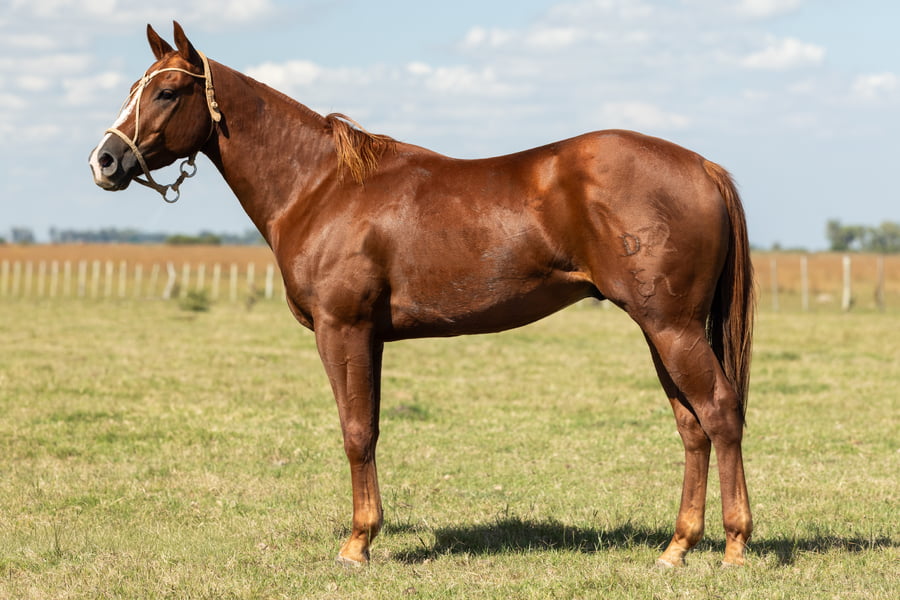 Lote AGUAY CORONILLO