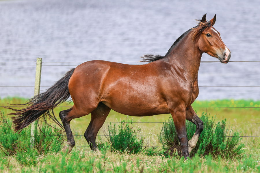 Lote CATANDUVA BETSABÁ