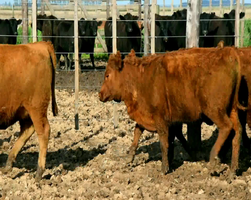 Lote 15 VAQ P/ ENTORAR COLORADAS DE QUILQUIHUE DE 300KG APROX.