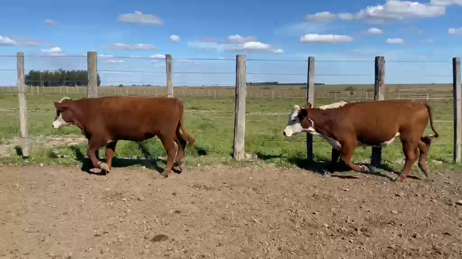 Lote 101 Terneros