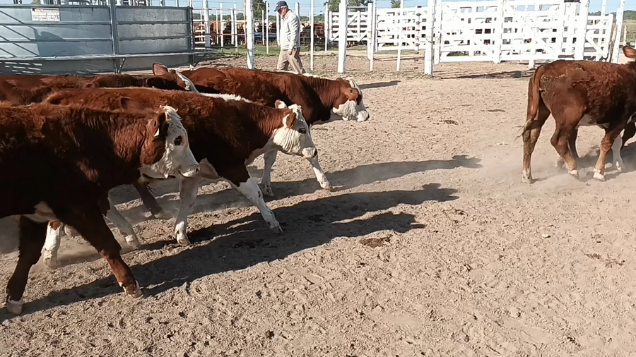 Lote 28 Terneros en Santa Fe, Las Palmeras