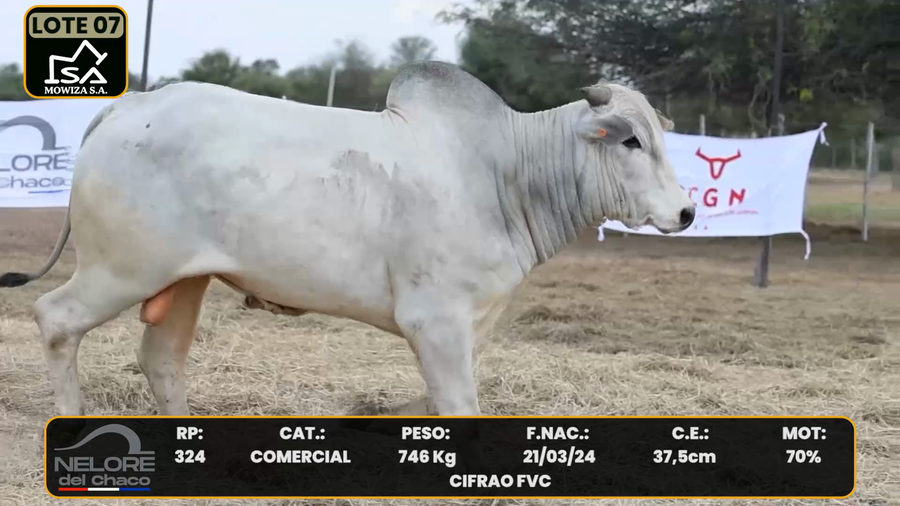 Lote LOTE 7