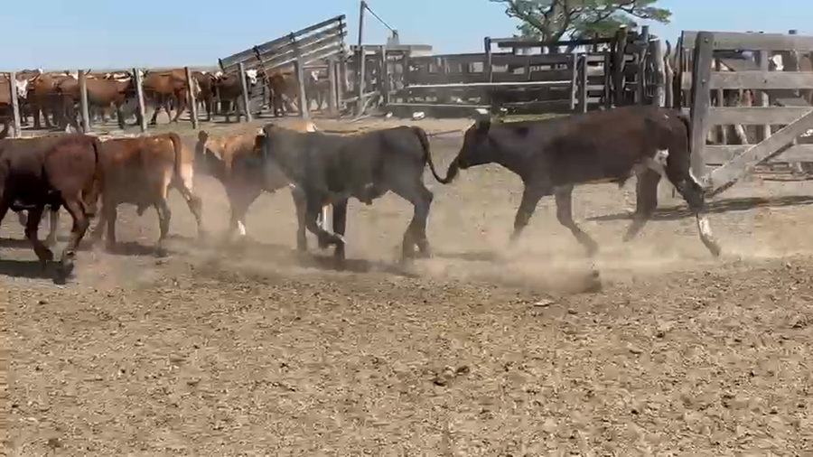 Lote 47 Terneros en Corrientes, Paso de Los Libres