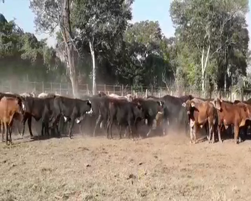 Lote 120 Novillitos en Vera, Santa Fe