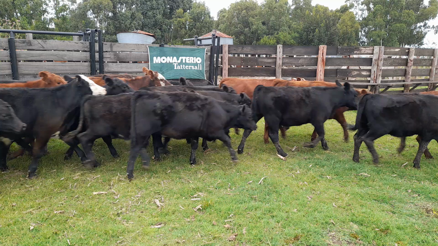 Lote 32 Terneros/as en Benito Juárez