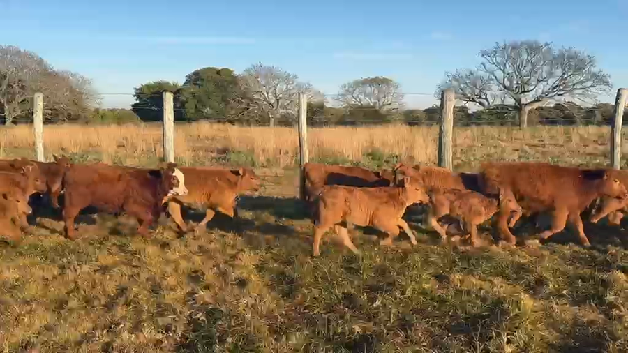 Lote 100 Terneros a término en Corrientes, Goya