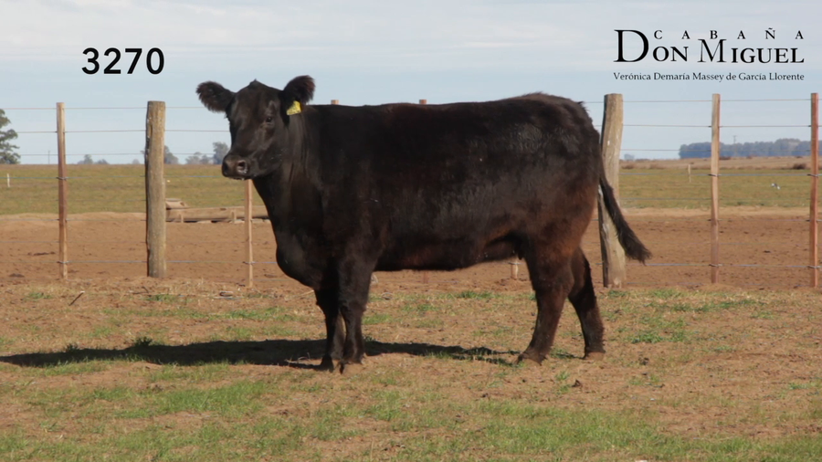 Lote VACAS PURAS DE PEDIGREE