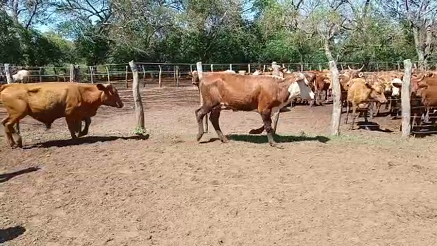 Lote 140 Novillitos en La Cruz, Corrientes