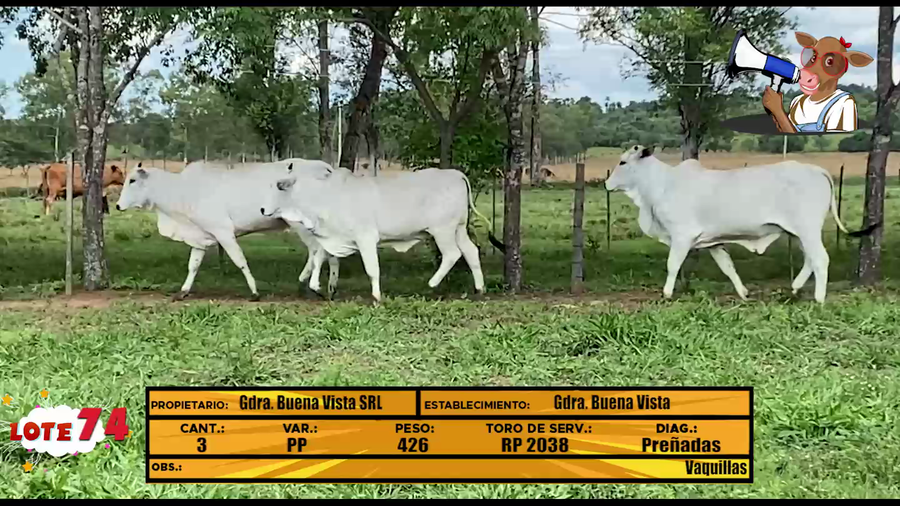 Lote LOTE 74 - EN VIVO