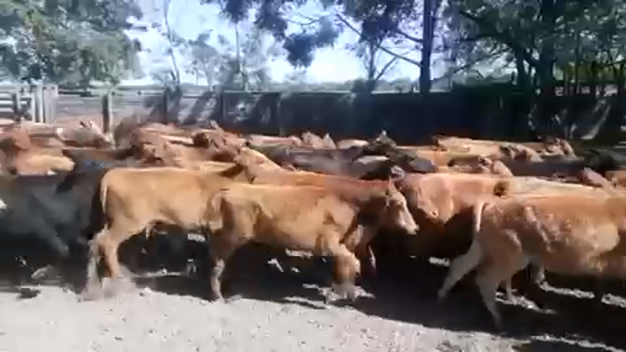 Lote 104 Terneros/as en Gral. Lucio V. Mansilla, Formosa