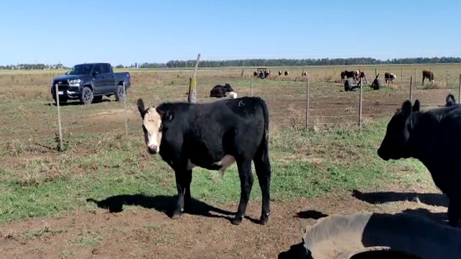 Lote 20 Novillitos y vaquillonas en Buenos Aires, Gral. Lamadrid
