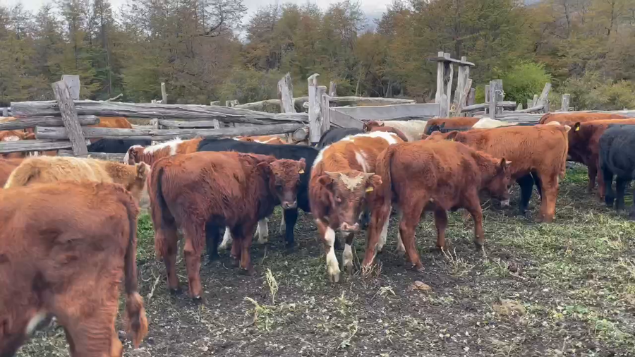 Lote 30 Ternero en Coyhaique, XI Región Aysén