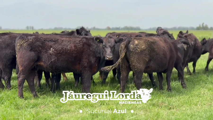 Lote 21 Vacas nuevas Preñadas