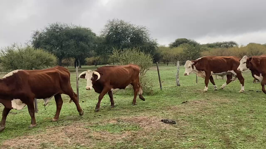 Lote 73 Novillos en Esquina, Corrientes