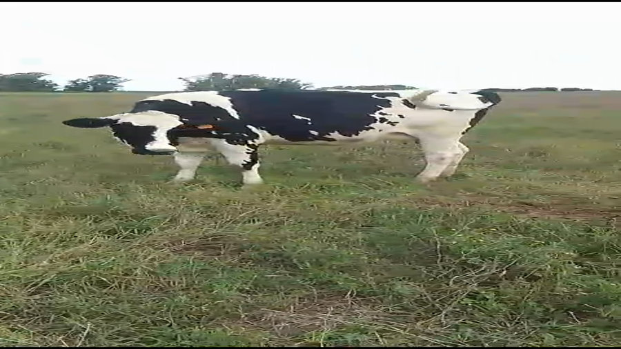 Lote 2 vacas holando