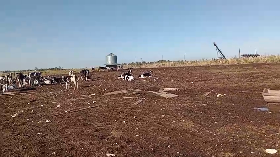 Lote 50 Terneros Holando en Buenos Aires, Carhue