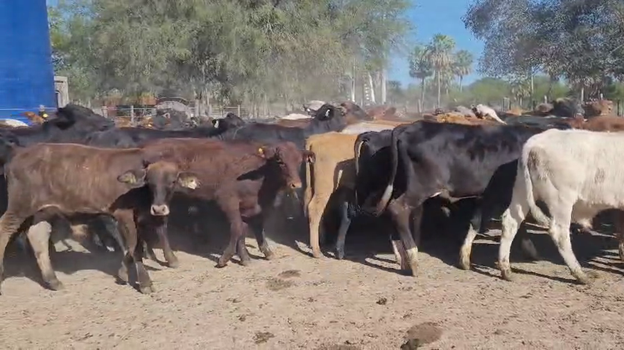 Lote 100 Terneros/as