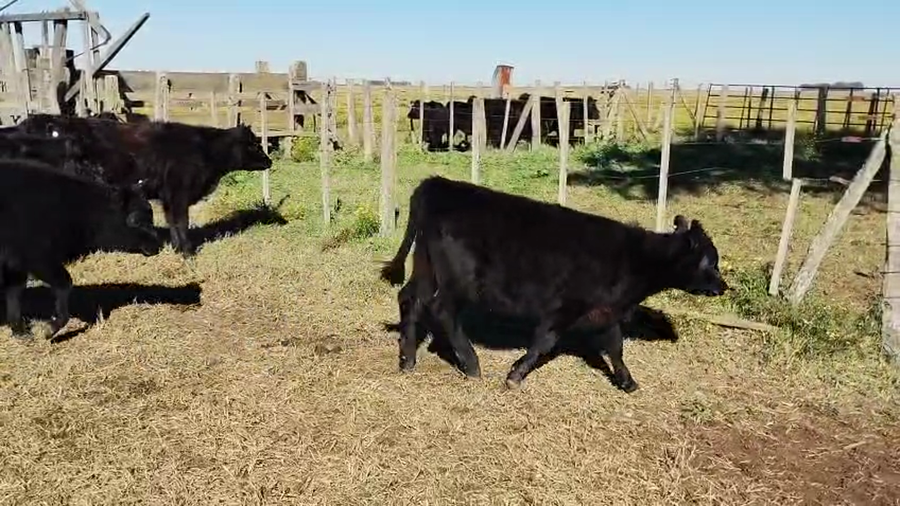 Lote 27 Terneras en Coronel Dorrego