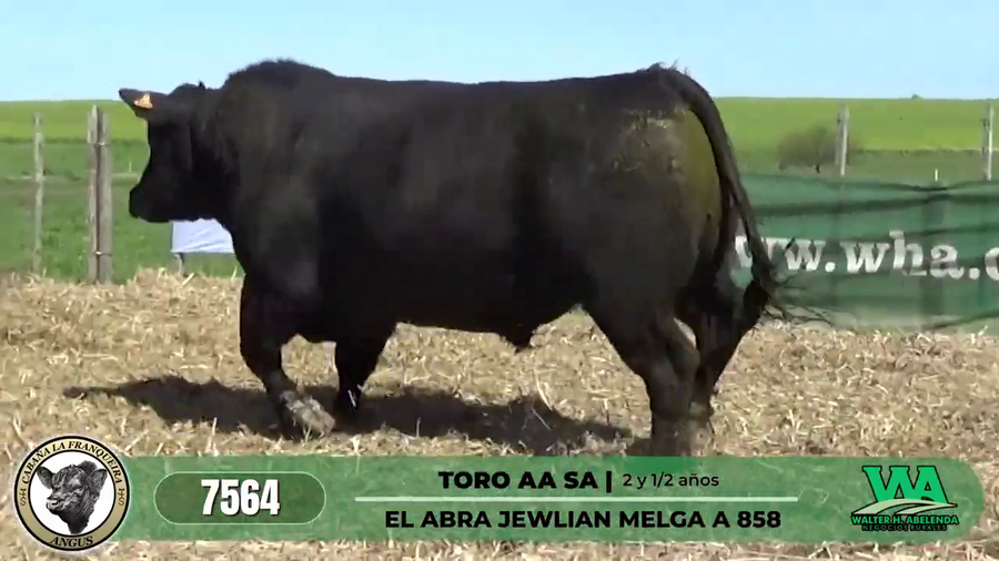 Lote TORO AA SA