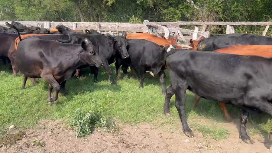 Lote 38 Vacas de invernar en Durazno, Entre Ríos