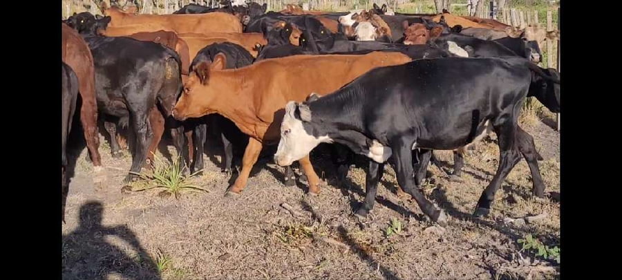 Lote 70 Novillitos en Villaguay, Entre Ríos