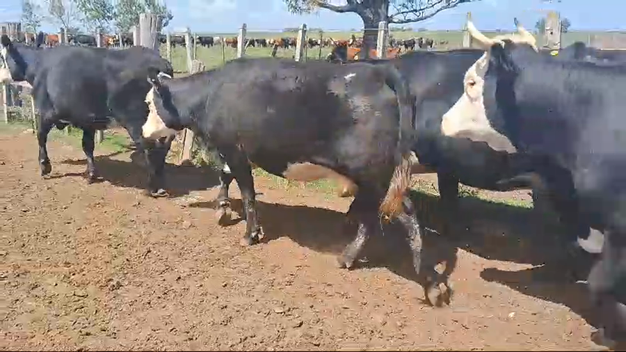 Lote 9 vacas cruzas angus preñadas