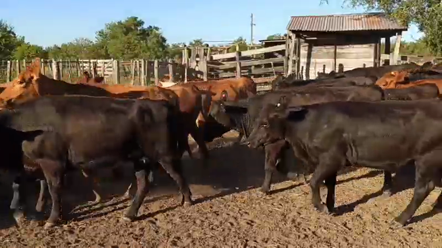 Lote 80 Novillitos y vaquillonas en San Salvador, Entre Ríos