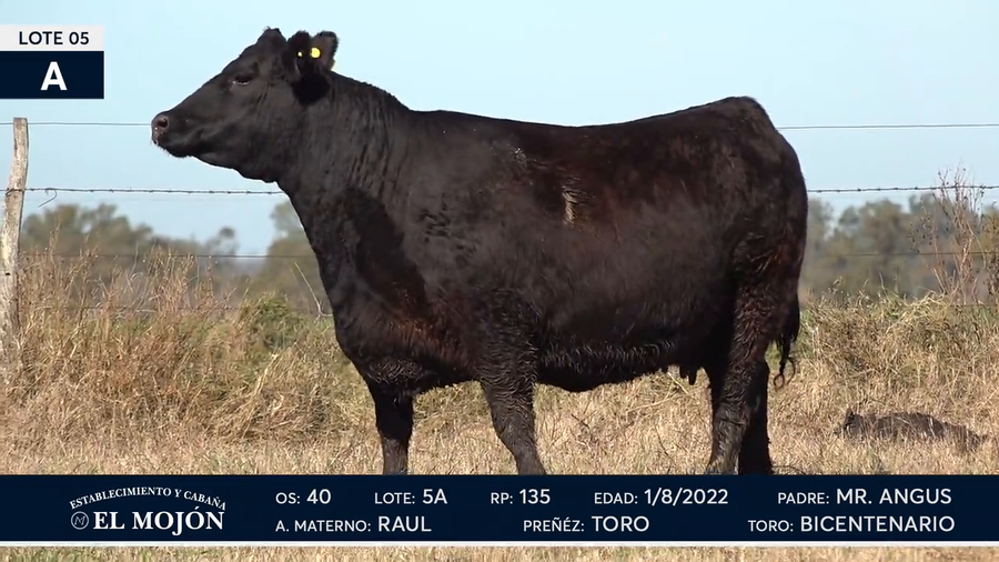 Lote Hembras Puras de Pedigree