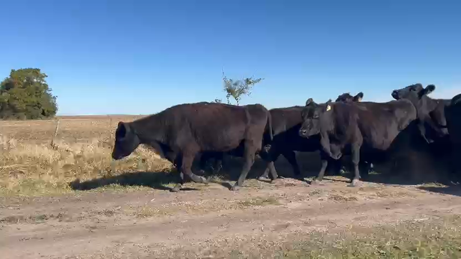 Lote 35 Vacas de invernar en Entre Ríos, Aldea San Antonio (G)