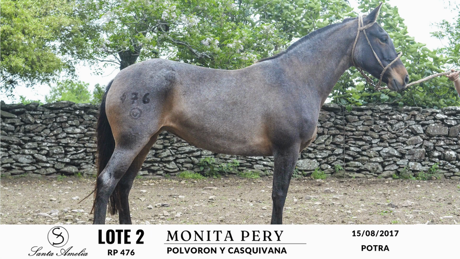 Lote MONITA PERY