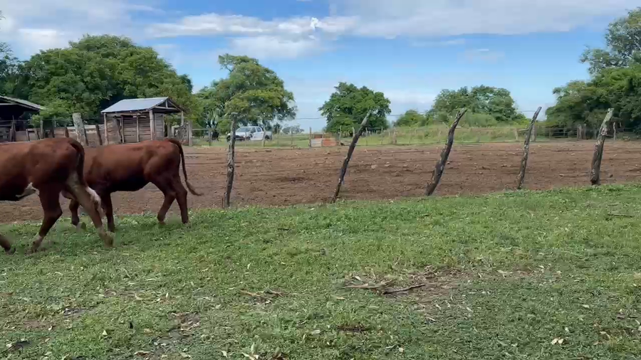 Lote 223 Vaquillonas en Corrientes, Mercedes