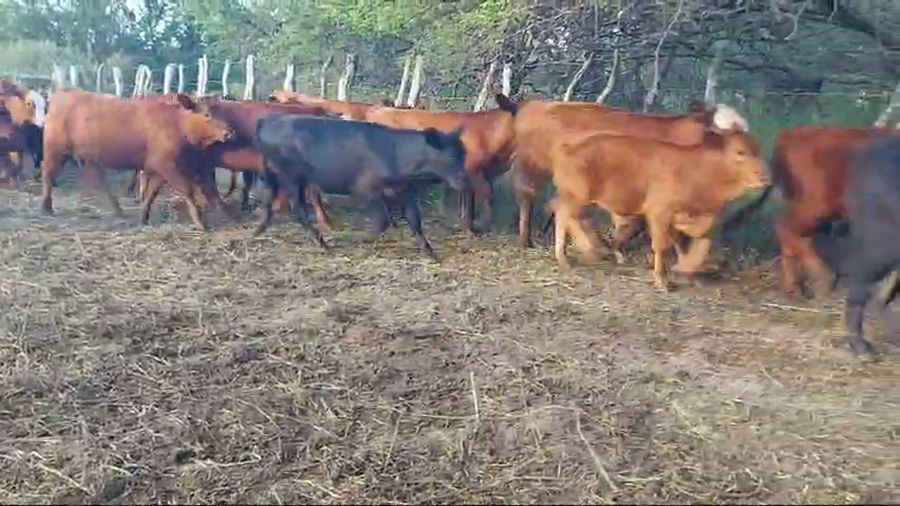 Lote 150 Terneras