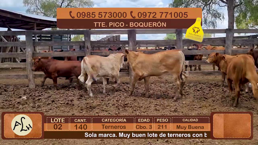 Lote 140 Terneros CBO 3 Híbridos (tipo Brangus). Colorados. a remate en FERIA ESPECIAL DE TERNEROS CBO. 3 - AGROGANADERA LA HUELLA 211kg - , Boquerón