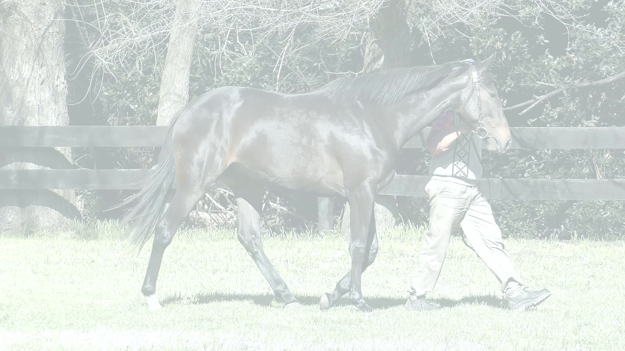 Lote POTRA TIME (ANNALS OF TIME -  POTRI CANT)