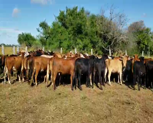 Lote 105 Vaquillonas en Empedrado, Corrientes