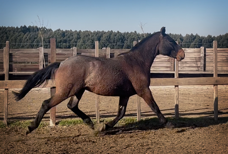 Lote PAULISTA FLOREO