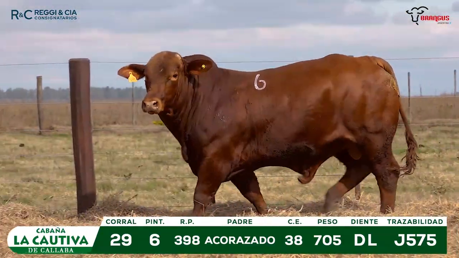 Lote TOROS BRANGUS PPC Cabaña La Cautiva