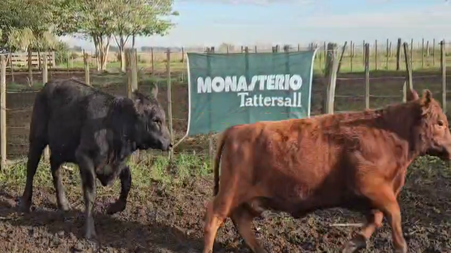 Lote 100 Terneras en Bolívar