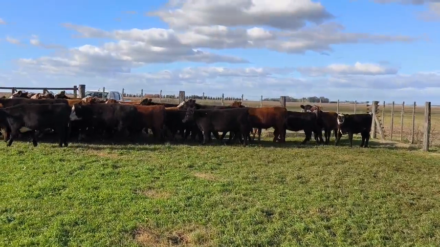 Lote 45 Novillitos y vaquillonas