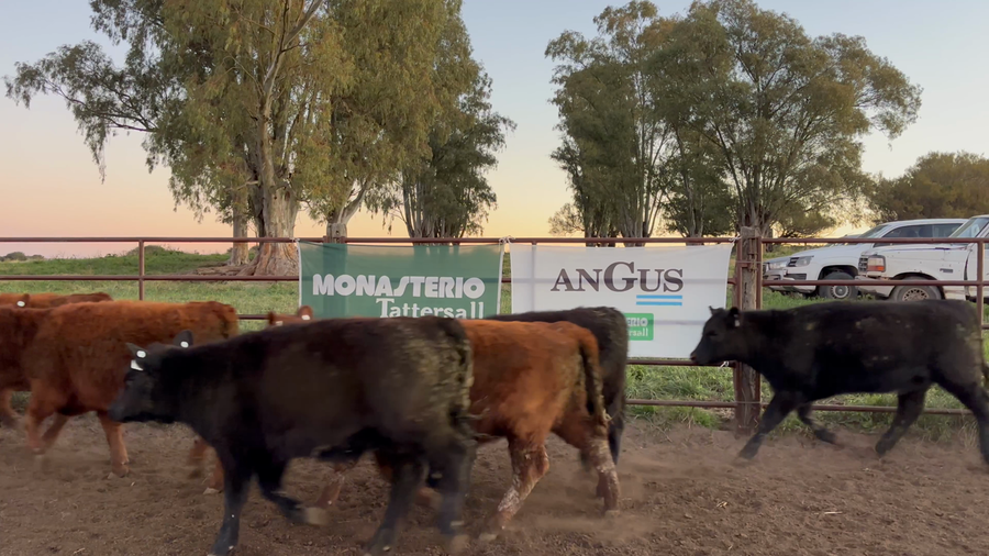 Lote 60 Terneras en Buenos Aires, Rivera
