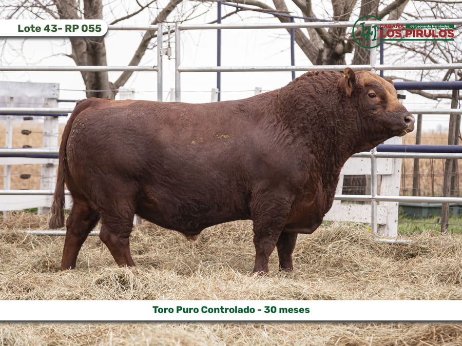 Lote TOROS PUROS CONTROLADOS - 22/24 meses